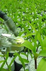 Screening maize seedlings for chilling tolerance of photosynthesis