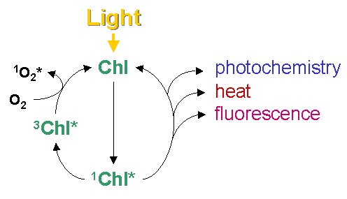 Possible fates of excited chlorophyll