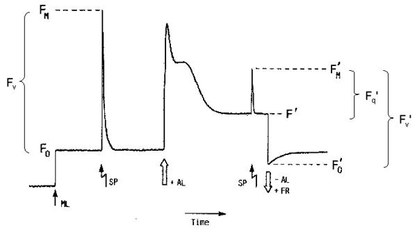 Measurement of chlorophyll fluorescence by the saturation pulse method